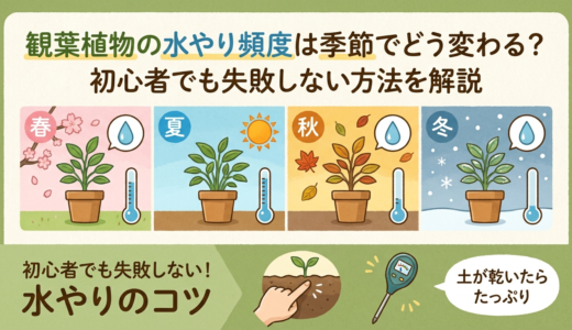 観葉植物の水やり頻度は季節でどう変わる？初心者でも失敗しない方法を解説