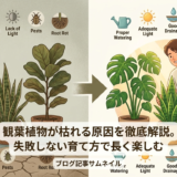 観葉植物が枯れる原因を徹底解説。失敗しない育て方で長く楽しむ
