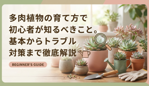 多肉植物の育て方で初心者が知るべきこと。基本からトラブル対策まで徹底解説