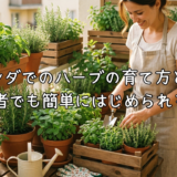 ベランダでのハーブの育て方とは?初心者でも簡単にはじめられるコツ