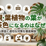 観葉植物の葉が茶色になるのはなぜ?主な原因と適切な対策を徹底解説