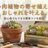 多肉植物の寄せ植えでおしゃれを叶える。初心者でもできる簡単コツを紹介