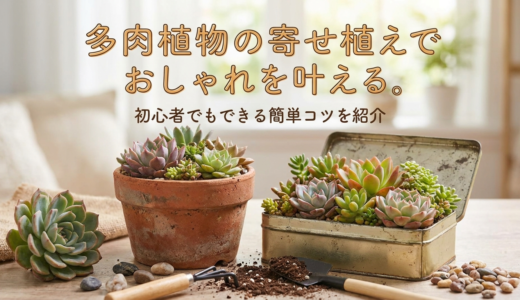 多肉植物の寄せ植えでおしゃれを叶える。初心者でもできる簡単コツを紹介