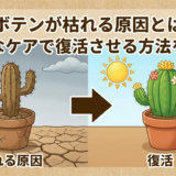 サボテンが枯れる原因とは?適切なケアで復活させる方法を解説