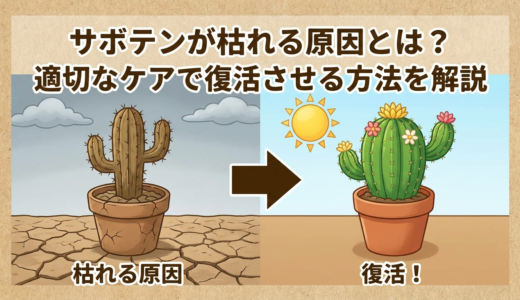 サボテンが枯れる原因とは？適切なケアで復活させる方法を解説