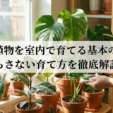 観葉植物を室内で育てる基本のコツ。枯らさない育て方を徹底解説!