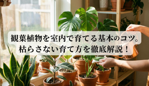 観葉植物を室内で育てる基本のコツ。枯らさない育て方を徹底解説！