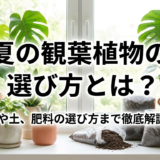 夏の観葉植物の選び方とは?鉢や土、肥料の選び方まで徹底解説。