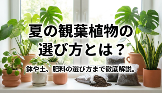 夏の観葉植物の選び方とは？鉢や土、肥料の選び方まで徹底解説。
