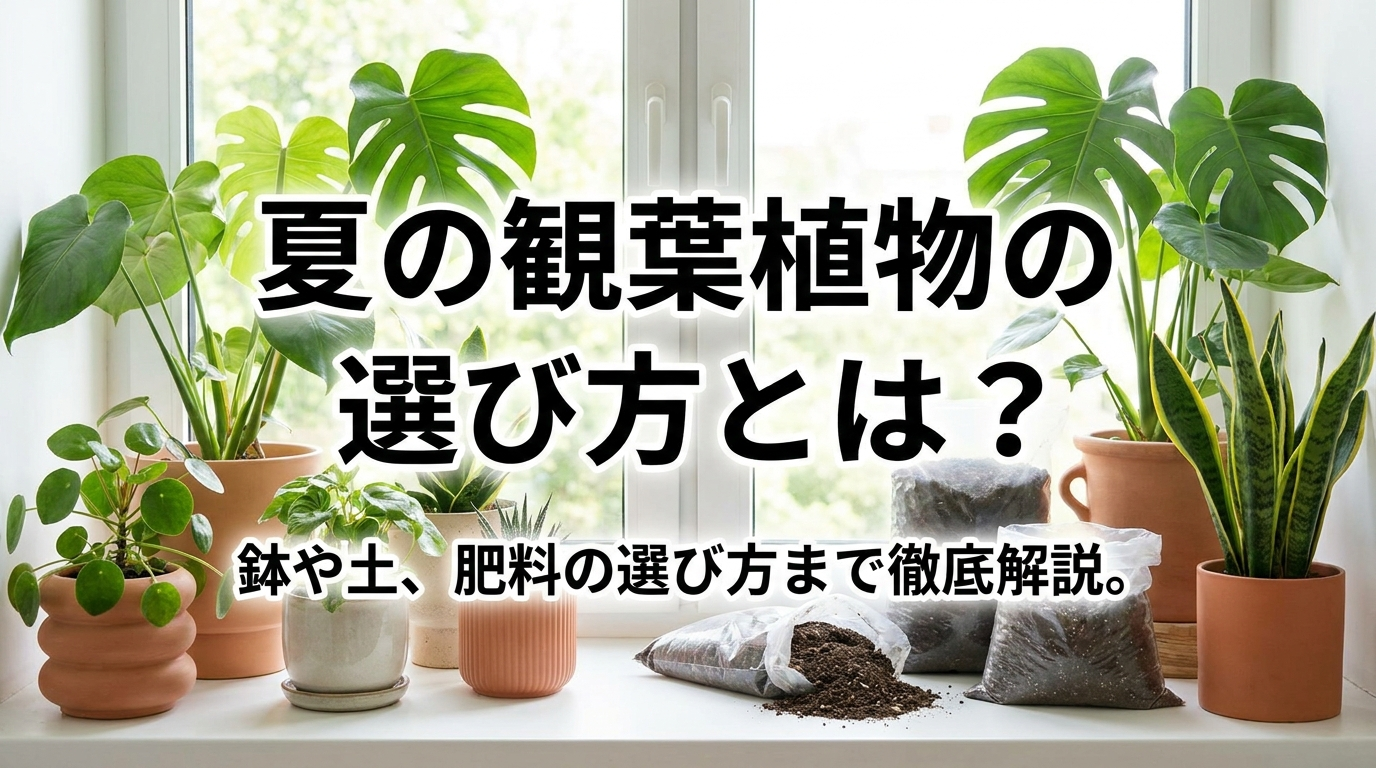 夏の観葉植物の選び方とは？鉢や土、肥料の選び方まで徹底解説。