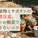 多肉植物とサボテンの夏は要注意。水やりの極意で枯らさないコツ