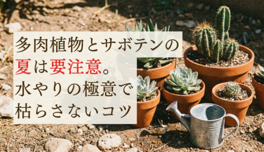 多肉植物とサボテンの夏は要注意。水やりの極意で枯らさないコツ