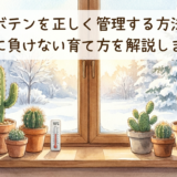 冬のサボテンを正しく管理する方法とは?寒さに負けない育て方を解説します。