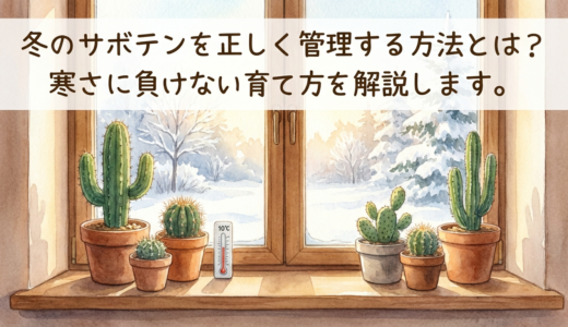 冬のサボテンを正しく管理する方法とは？寒さに負けない育て方を解説します。