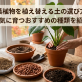 秋に観葉植物を植え替える土の選び方とは?元気に育つおすすめの種類を紹介