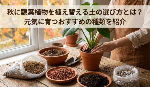 秋に観葉植物を植え替える土の選び方とは？元気に育つおすすめの種類を紹介