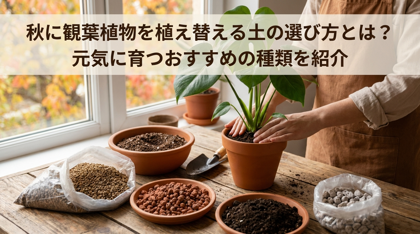 秋に観葉植物を植え替える土の選び方とは？元気に育つおすすめの種類を紹介