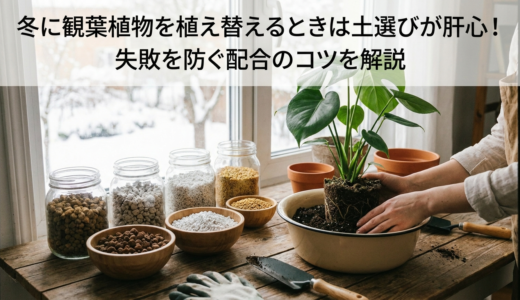 冬に観葉植物を植え替えるときは土選びが肝心！失敗を防ぐ配合のコツを解説