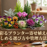 秋冬を彩るプランター寄せ植えの秘訣。長く楽しめる選び方や管理方法を解説
